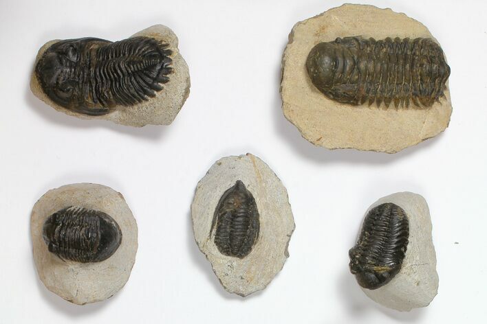 Lot: Assorted Devonian Trilobites - Pieces #119935